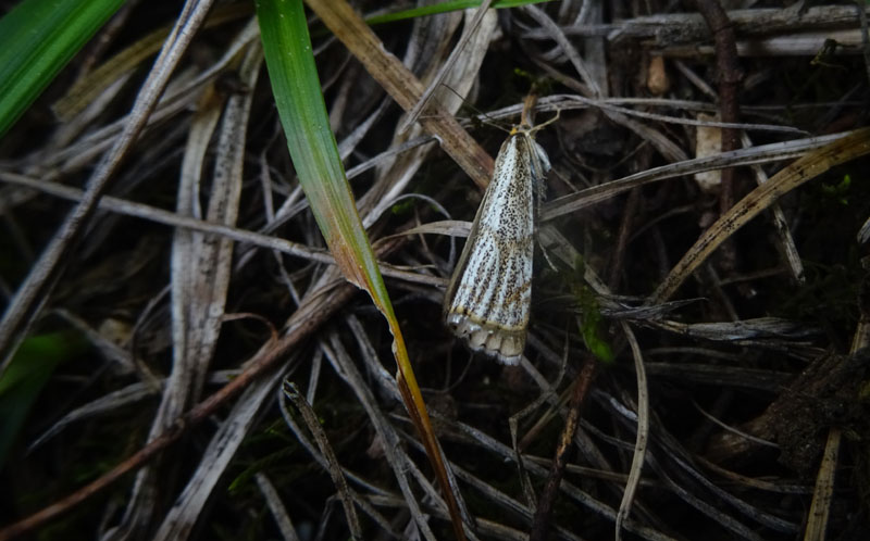 Thisanotia chrysonuchella - Crambidae